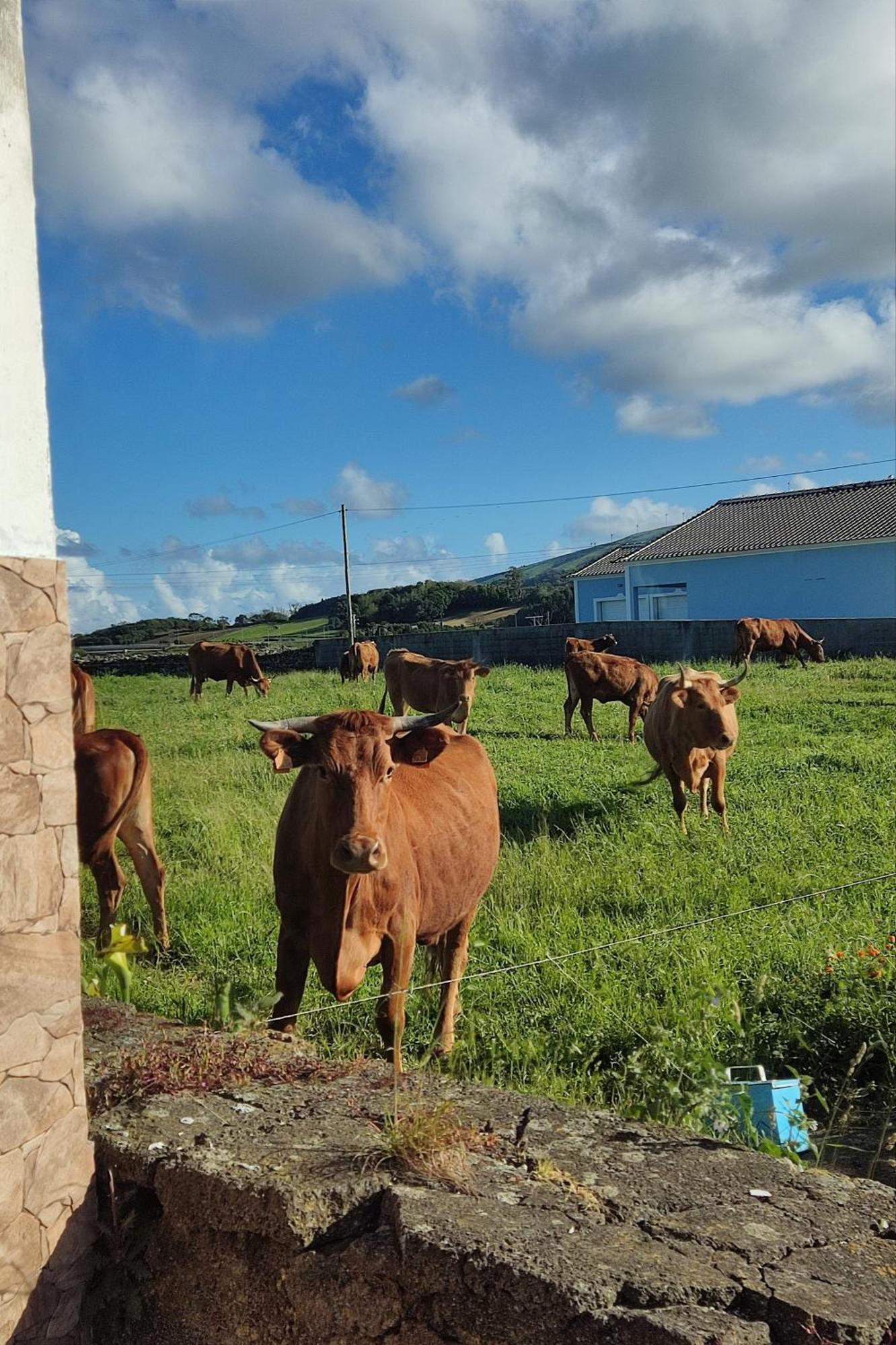 Ferienwohnung O Postigo Praia da Vitória Exterior foto